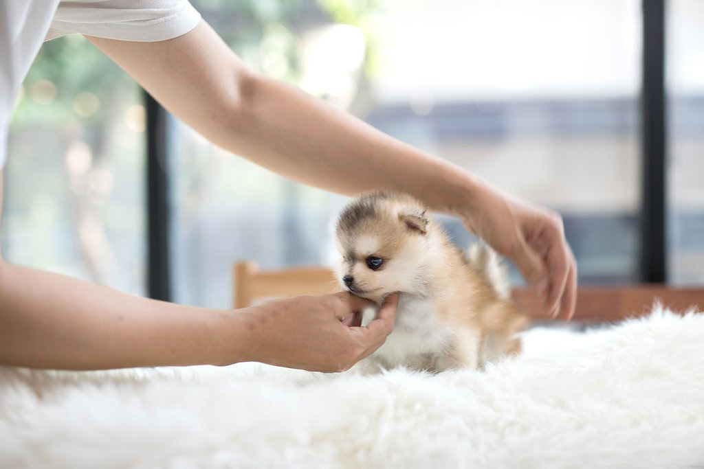 mini pomsky puppies for sale