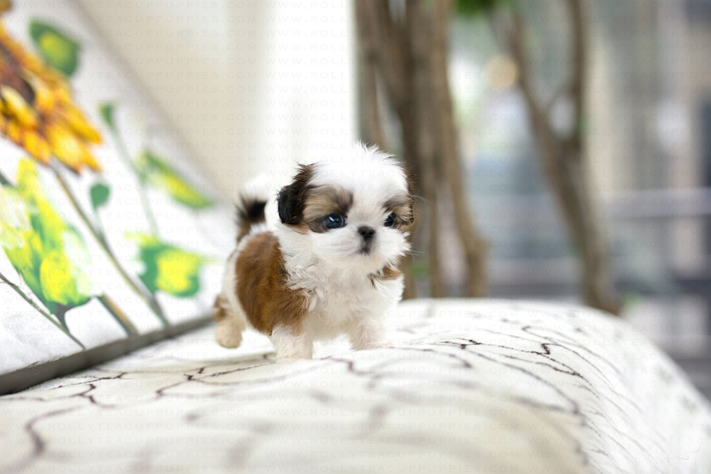 mini shih tzu puppies for sale