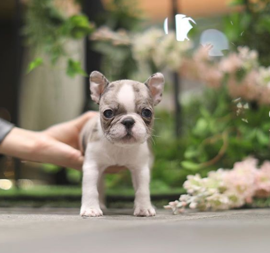 mini frenchies for sale