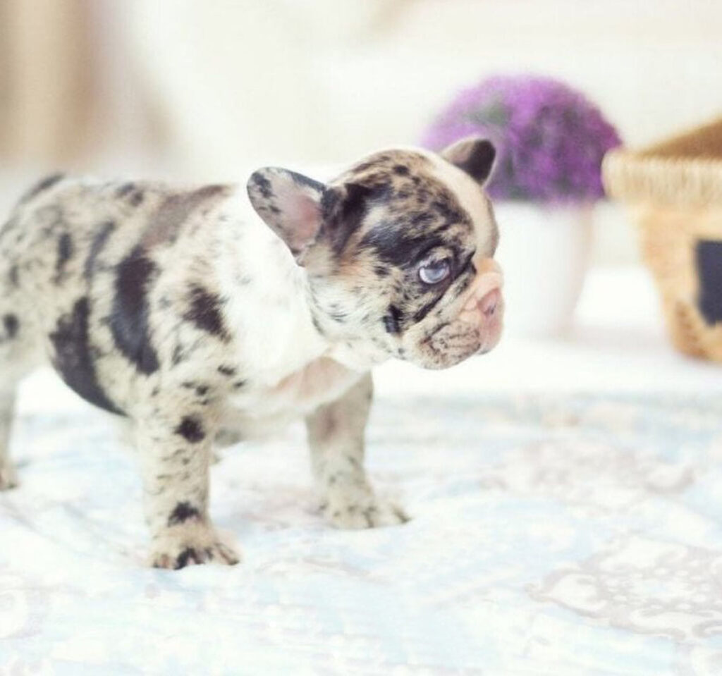 mini frenchies for sale